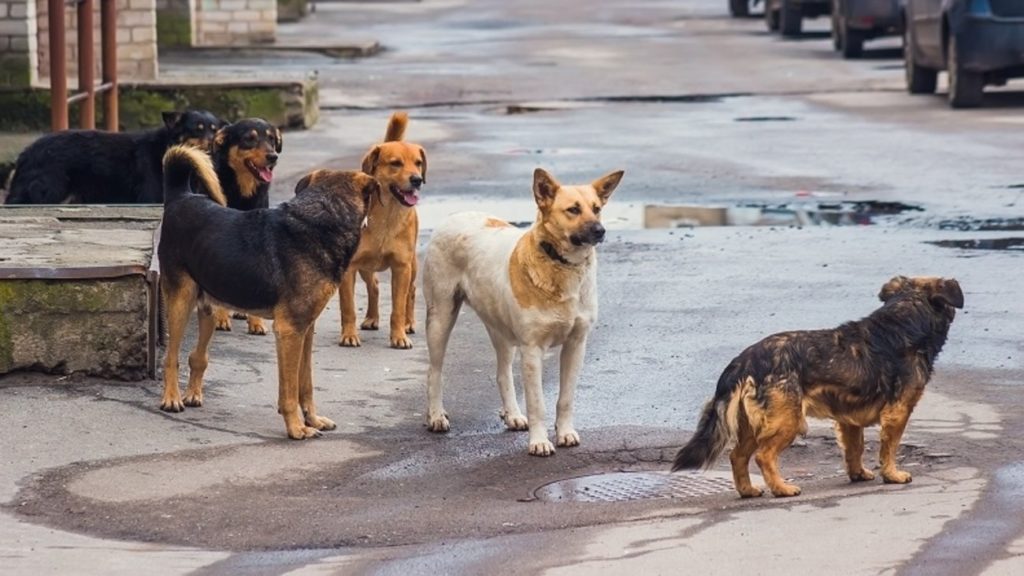 Στη Λάρισα καταγράφηκαν 1.615 αδέσποτα σκυλιά και 2.000 γάτες