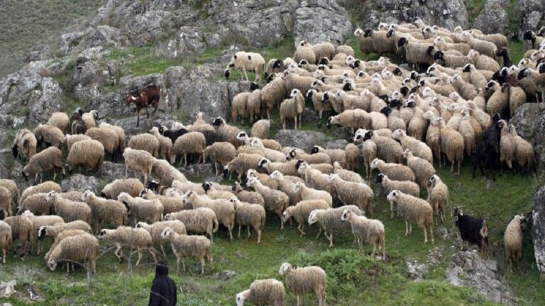 Λάρισα: Παρά την ευλογιά έβγαλαν τα πρόβατα για βοσκή και προκλήθηκε τροχαίο